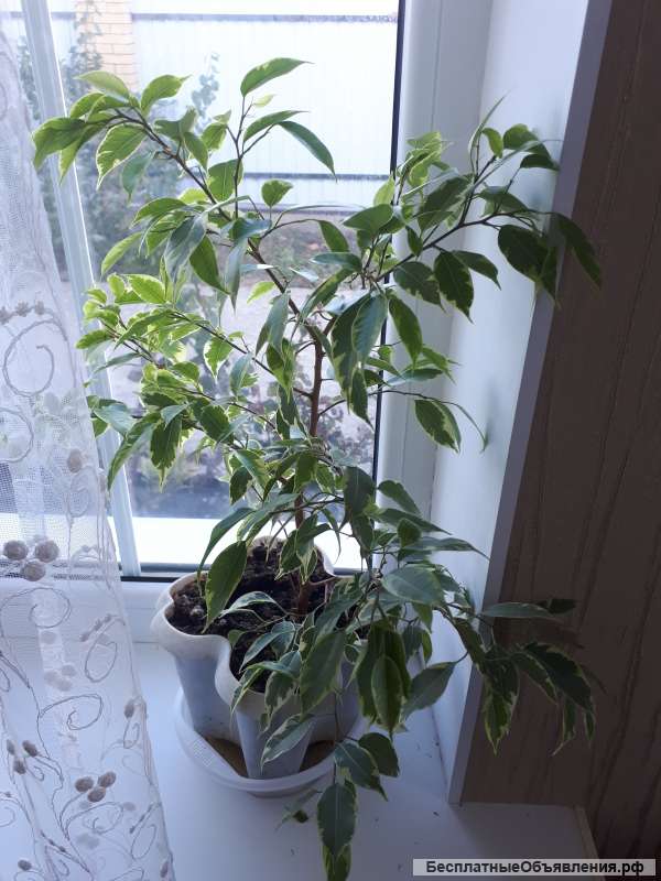 Комнатное Растение Цена Фото
